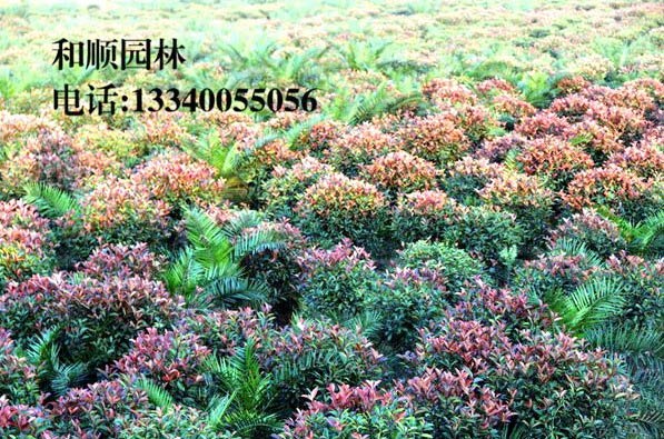 1506320457157578.jpg